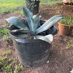 Agave 