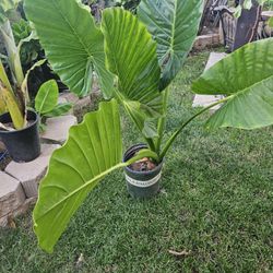 Alocasia Plant Inside Or Outside 