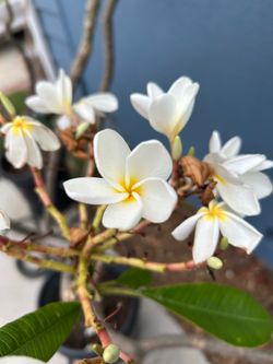 Samoan Fluff Plumeria Tree - white Flower
