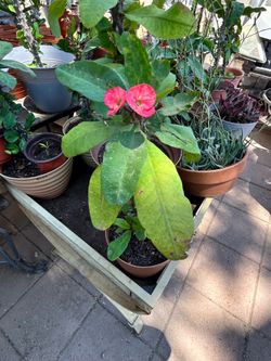 Planta Corona de cristo
