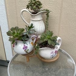Cute Succulent Arrangements 