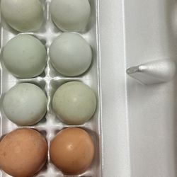 Free Range Chicken Eggs $10/dozen - Hayward Pickup 