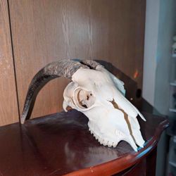 Animal Skull 