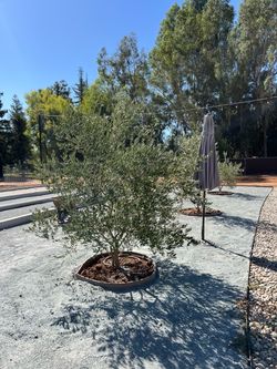 Olive tree 36” box fruitless
