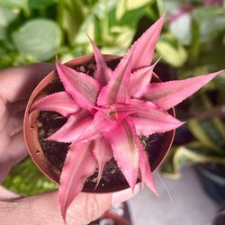 Plants (3”pot🍂 Cryptanthus Ruby Earth Star $12 each)
