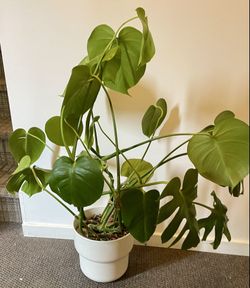 Monstera plant and white pot