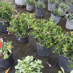 Fast Growing Coral Creeper Vines – 1 Gallon – $7 Each 🌺