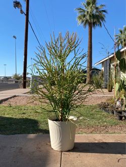 Fire Stick Plant Tree