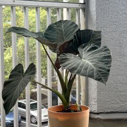 Elephant Ear Live Plant
