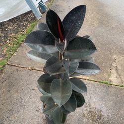 Burgundy Rubber Plant 