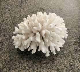 Vintage White Pacific Elkhorn Coral Statement Decor Piece Natural sits on own rare almost 7 lbs