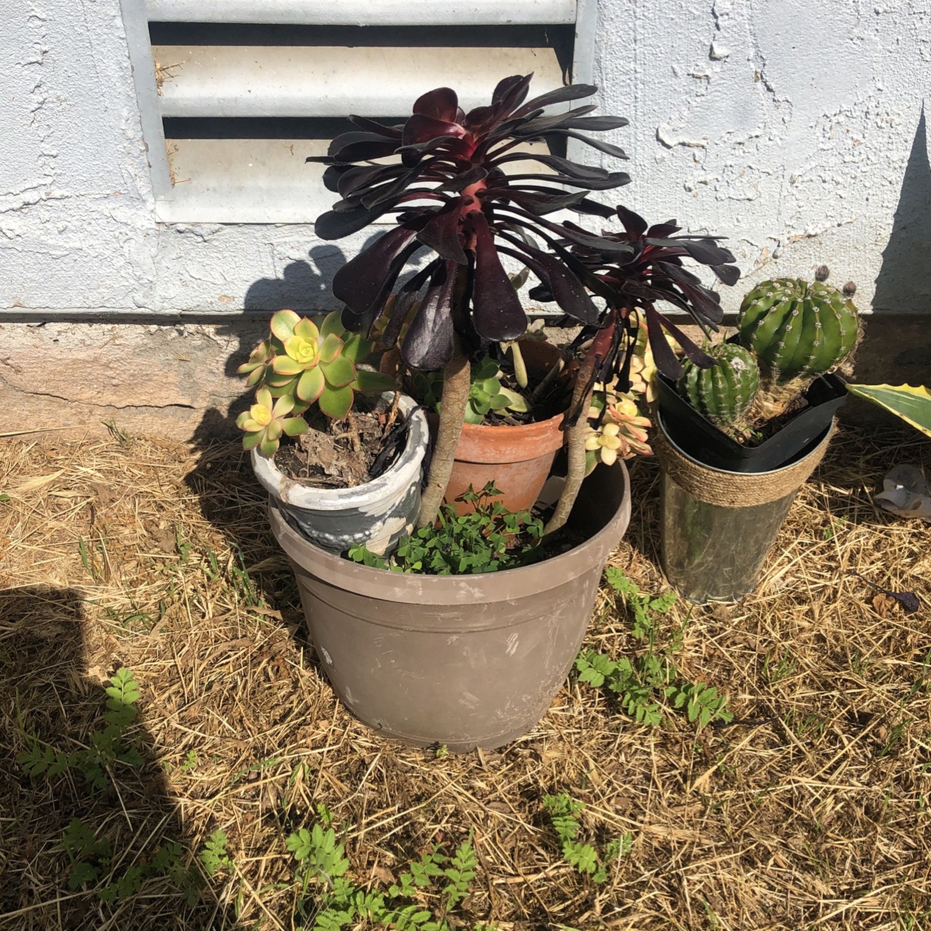 Potted Plants for Sale in Fallbrook, CA OfferUp