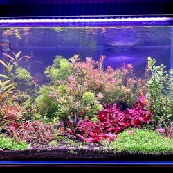 Freshwater Aquarium Plant