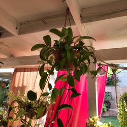 Hoya Plant