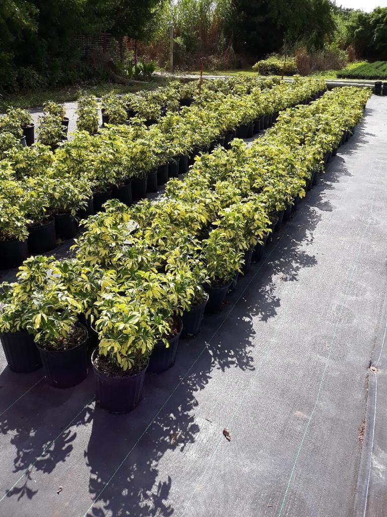 Planta trinet