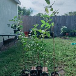 Red And Yellow Guava Plants 