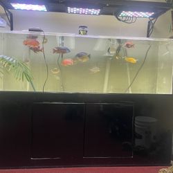 120 Gallon Flexi Fish Tank And Stand 0nly