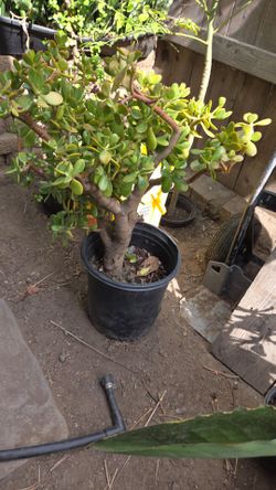 JADE SUCCELENT PLANT HEAT SUN RESISTANT CHEAP!!!