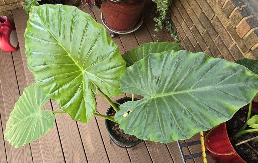 Alocasia With 19" Leave-bigger The Pot-bigger The Plant $25. Pick-up In Aurora. 