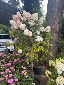 Hydrangea trees —