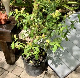 24” Shrimp Fruit Cocktail Plant