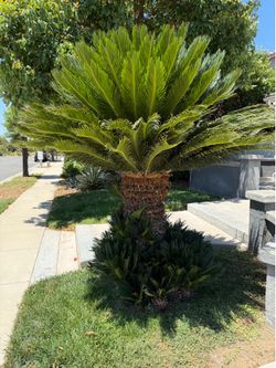 SAGO PALM
