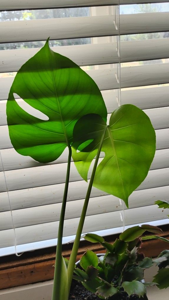 Monstera