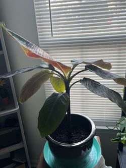 Red Banana Plant
