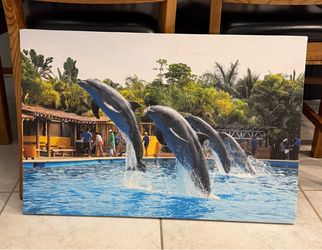 Dolphin Canvas