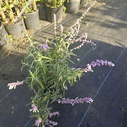 Salvia Mexican Sage In 3gal  Pollinator  Plant