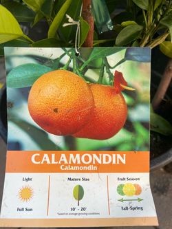 Dwarf calamondin tree