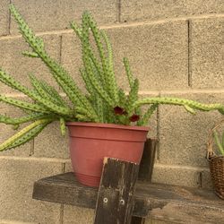 Huernia Red Dragon Stapelia Succulent Plant 