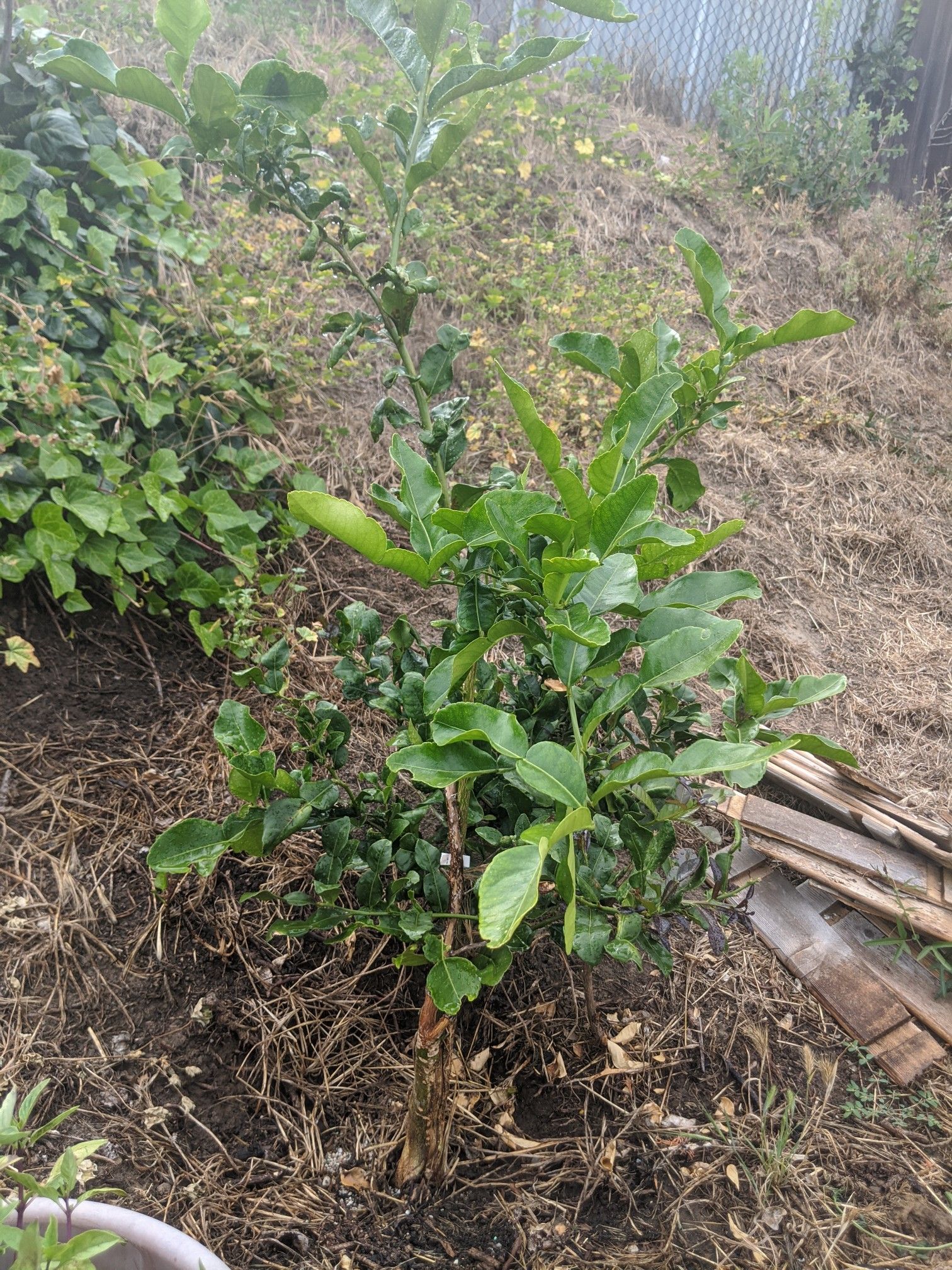 Kaffir Lime Thai Tree 45 years old for Sale in Torrance, CA OfferUp