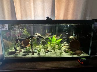 50 GALLON FISH TANK NEED GONE ASAP