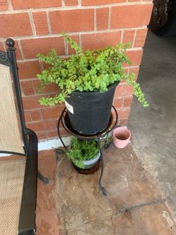Elephant food and many other plants