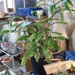 Beautiful And Healthy Night Lady With White Flowers