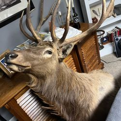 Six-Point Bull Elk Shoulder Mount - Excellent Condition
