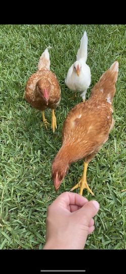 Leghorns Redstars