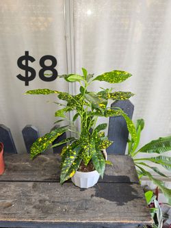 6" gold dust Croton plant