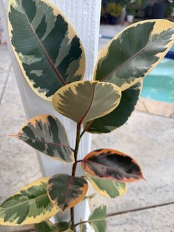 Tall rubber plant