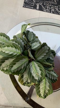 Calathea