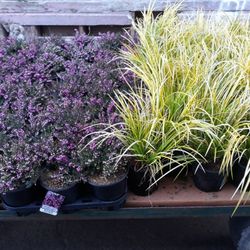 Trees And Plants For Sale