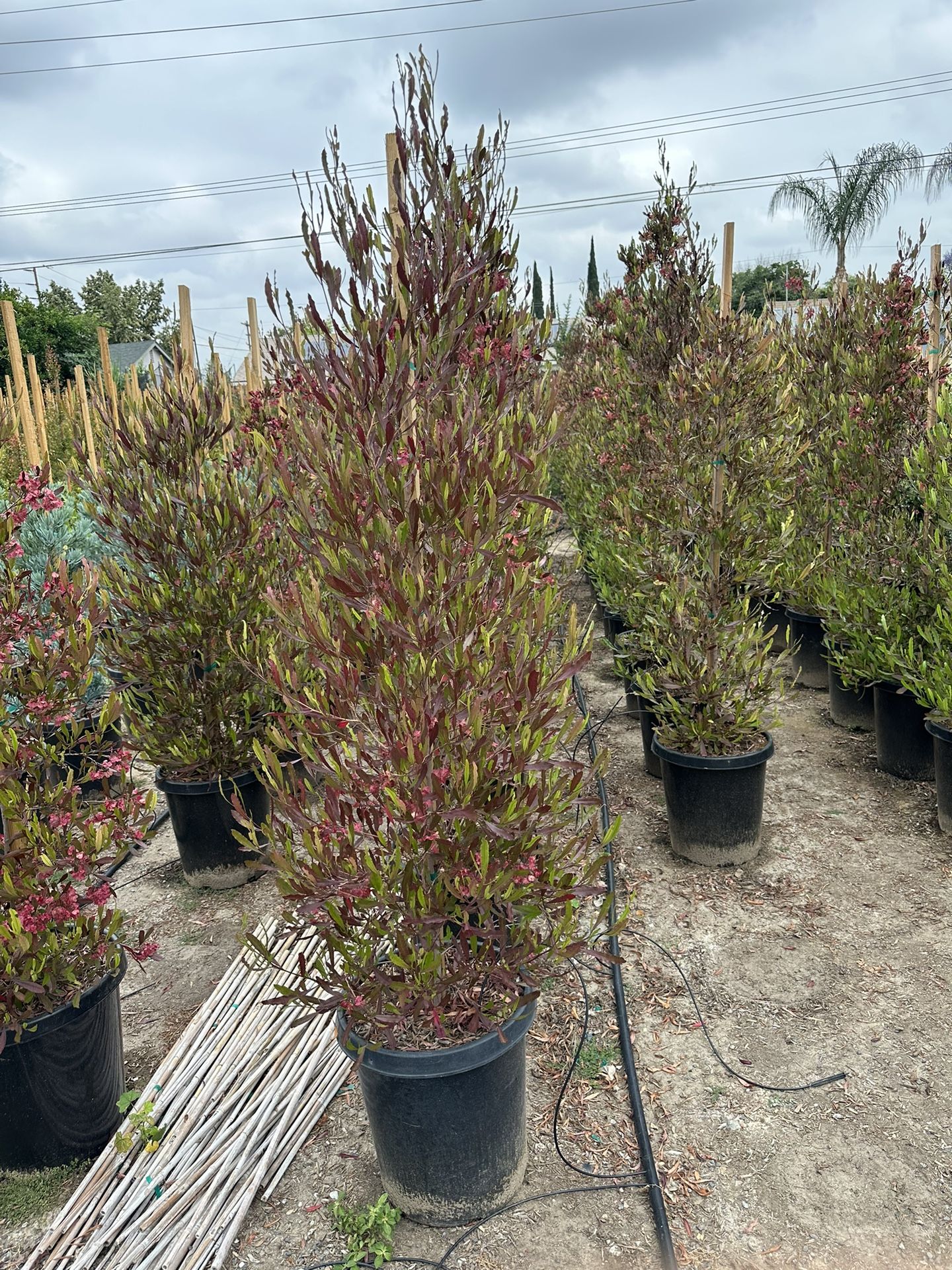 Purple Hopseed Privacy Hedge