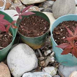 Japanese Maple Tree Seedlings