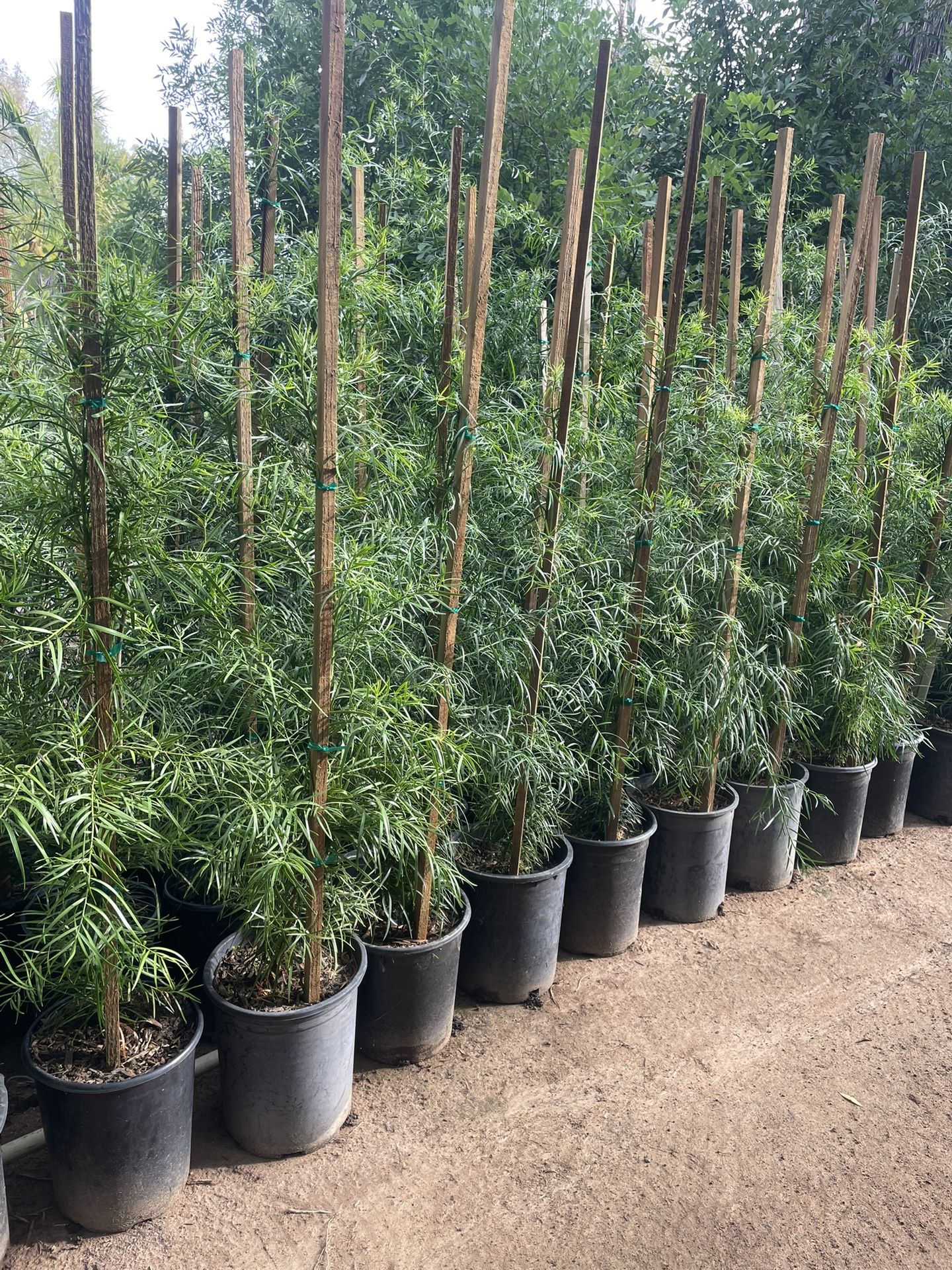 5 Gallon Size- Podocarpus Trees- Hibiscus- Pepper Trees- Jasmine- Ficus- Rose Bushes- Cypress- Lavender- Boxwood- Bougainvillea- Bird Of Paradise- 