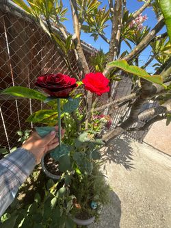 Metal roses