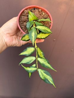 4” Hoya Polyneura inner variegated