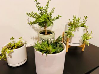 Live Indoor Potted Plants Collection – Set of 4