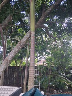 3 palm tree for sale
