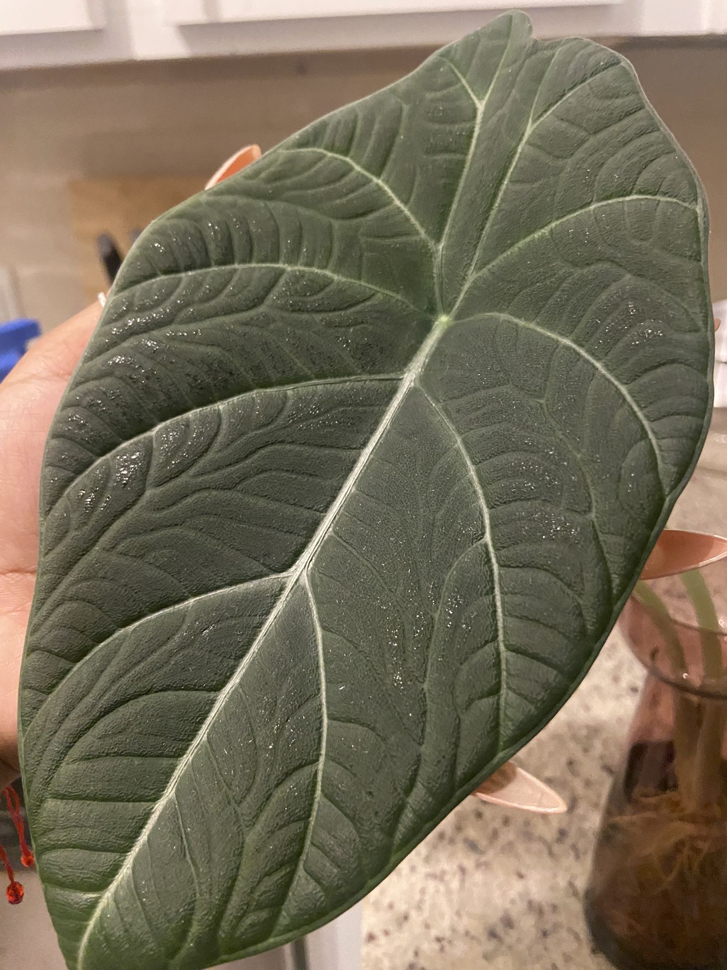 Alocasia Maharani Starter Plants